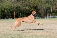 Lure Coursing 10/16/2017 @ Twister Agility